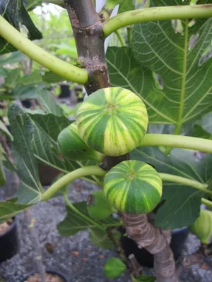 Produktbild von Melonenfeige - Fruchtfeige - Ficus carica Panache - Hochstamm 90