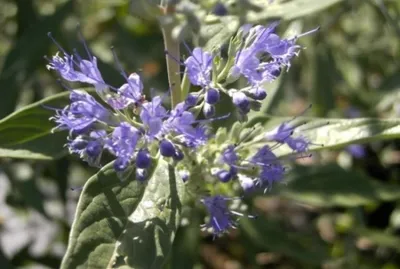 Produktbild von Caryopteris clandonensis Heavenly Blue - Bartblume - 40-60
