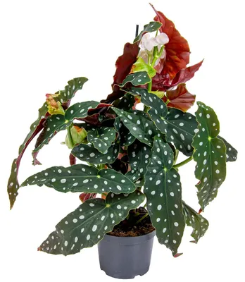 Image de Bloomique - Begonia Maculata - Bégonia à pois - Plante à pois - Plante d’intérieur - Dépolluante - Hauteur 20-30 cm - Pot 12 cm