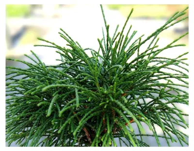 Produktbild von Faden-Zwerg - Lebensbaum Thuja plicata Whipcord immergrün 20-25 cm