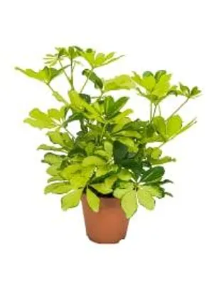 Produktbild von Schefflera arboricola Melanie 35cm Zimmerpflanze