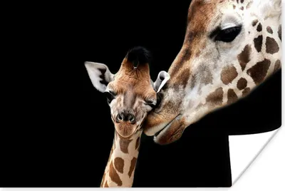 Produktbild von MuchoWow® Poster Giraffe - Tiere - Schwarz - Porträt - Tiere 90x60 cm - Schlafzimmer
