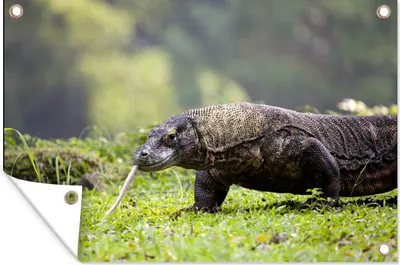 Produktbild von MuchoWow® 90x60 cm Outdoor-Poster Gartendeko Sichtschutz Garten Poster für den Garten Komodowaran auf der Jagd