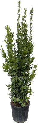 Obrázok produktu pre Vavrín pravý - Laurus nobilis ker - 180cm - ø40cm