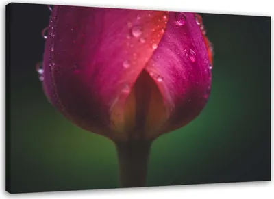 Obrázek produktu pro Plátno obraz pod a rosa 90x60 cm Feeby růžová nástěnná malba připravená k zavěšení