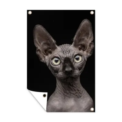 Obrázek produktu pro MuchoWow® Zahradní plakáty - Kočka - Sphynx - černá - 60x40 cm - Zahradní dekorace