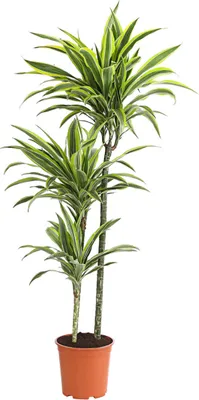 Produktbild von Dehner Drachenbaum Lemon Lime, dreitriebig, 120-140 cm, Ø Topf 24 cm, Zimmerpflanze