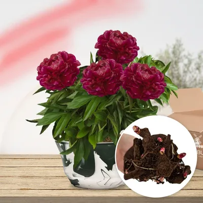 Zdjęcie produktu dla Pfingstrosy, odmiana "Winterhart Red Dark Passion" - 1 sadzonka - hybryda peonii - wieloletnia bylina - rośliny z Holandii, przeznaczone do uprawy w ogrodzie i w doniczkach (bez nasion, bez cebul, nie są sztucznie hodowane)