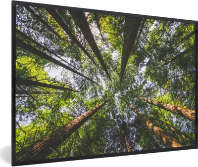 Produktbild von MuchoWow® Gerahmtes Poster Ansicht der Mammutbäume von unten 30x20 cm - Poster mit Schwarzem Bilderrahmen Wandposter Rahmen Foto Bilder - Kunstdruck - Bild-Poster