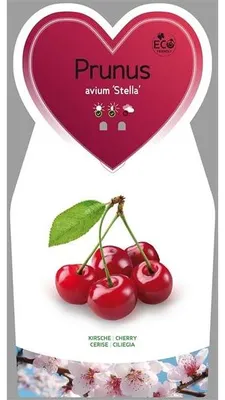 Produktbild von Prunus avium Stella ca. 120 cm - Süßkirsche 'Stella' / selbstfruchtend