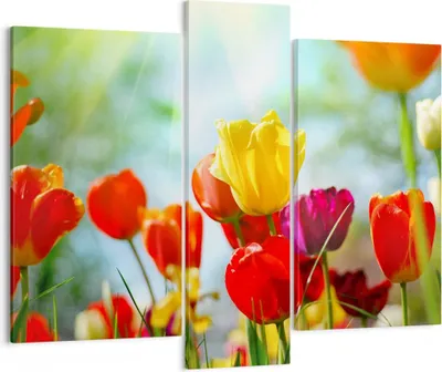 Produktbild von Bild auf Leinwand - Leinwandbild - Tulpe Blume Plantage Wiese - 95x80cm - Wand Bild - Wanddeko - Leinwanddruck - Bilder - Kunstdruck - Wanddekoration - Leinwand bilder - Wandkunst - CB95x80-2566