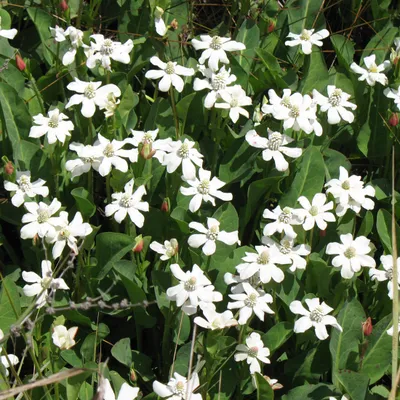 Obrázok produktu pre 6 x Sumpf-Holztuynia - Anemopsis californica | Topf 9cm x 9cm