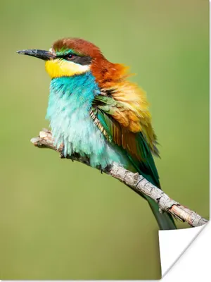 Produktbild von MuchoWow® Poster Vogel - Tiere - Bienenfresser 90x120 cm - Wohnzimmer
