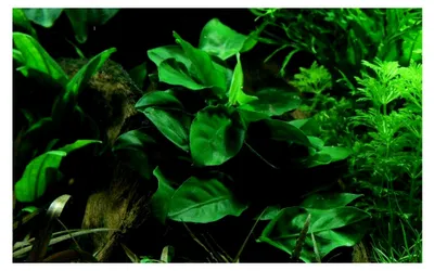 Produktbild von Aquarium Pflanze Anubias barteri Nana Wasserpflanzen Aquarium Aquariumpflanzen