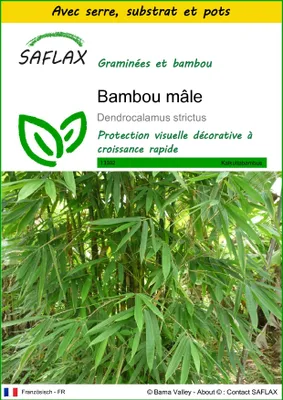 Image de SAFLAX Ensemble de culture - Bambou mâle - 50 graines - Dendrocalamus