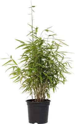 A potted bamboo plant against a white background.