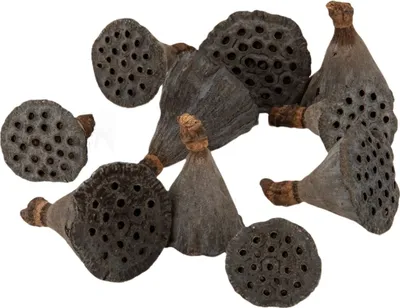 Produktbild von Lotos Kolben Klein, in Natur, verpackt mit 10 Stück Größe ca. 3cm | Nelumbo nucifera