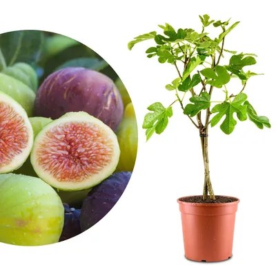 Produktbild von Winterharter Feigenbaum Black & White - Echte Feige - Ficus Carica - winterharte Feige in Gärtnerqualität - Fig tree - Feigenbaum selbstbefruchtend
