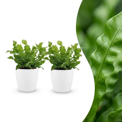 Image de Asplenium Crispy Wave - Asplenium Crispy Wave - 2 plantes - avec pot blanc - 30cm - Ø12cm
