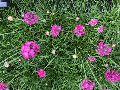 Produktbild von 6 x Armeria maritima 'Splendens' - Englisches Gras im 9x9 cm Topf