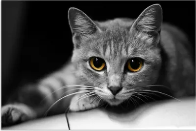 Produktbild von MuchoWow® Poster Katze - Tier - Makro 90x60 cm - Schlafzimmer