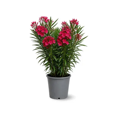 Produktbild von Laurierrose - Nerium oleander - Höhe: 90-100 cm - Durchmesser: 24 cm - Pflanze für den Außenbereich - rote Blüte