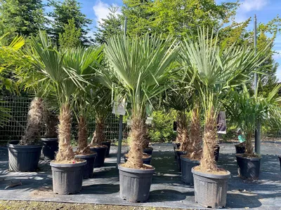 Produktbild von Chinesische Fächerpalme Trachycarpus Fortunei - Winterhart 140-160 cm