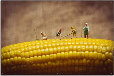 Produktbild von Wallario Outdoor-Poster für Garten oder Balkon, Motiv Lustige Bauernfiguren auf einem Maiskolben beim Arbeiten, in ca. 61 x 91,50 cm