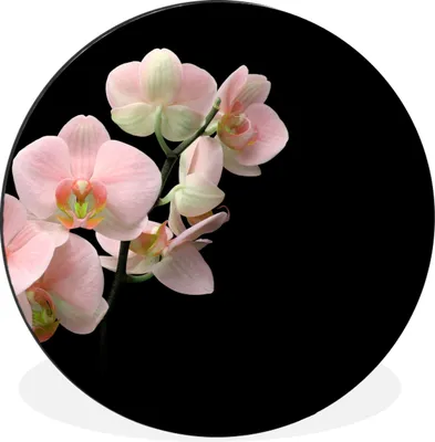 Produktbild von MuchoWow® Aluminium Wandkreis Orchidee - Blumen - Rosa - Stilleben - Flora Ø 60 cm Wanddeko Modern Wohnzimmer - Wand Kreis - Wandbild - Schlafzimmer - Aluminium Bild - Kinderzimmer - Wohnzimmer Dekoration - Wandschmuck