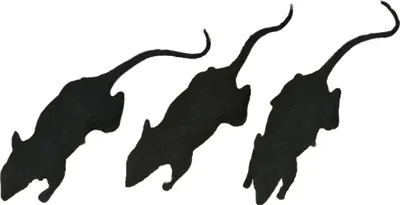 Immagine prodotto di Animali Decorazione di Halloween Ratti inquietanti Set Decorazione Animali scuri Atmosfera spaventosa Festa dell'orrore Styling Decor Casa stregata, Colore: Nero