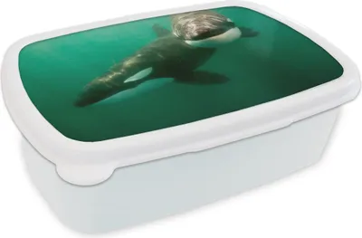 Produktbild von KitchenYeah® Lunchbox Brotzeit Brotdose 17x11 cm Zwei Orcas im Wasser Kinder Brotzeitdose - Lunch Box - Kinder - Sandwich-Box - Schulbox - Lunch Boxen