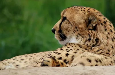 Produktbild von hansepuzzle 75643 - Gepard Puzzle, 500 Teile, Tierwelt, 46,0 x 30,0cm mit hochwertiger Aufbewahrung, Kartonbox und wiederverschließbarem Beutel