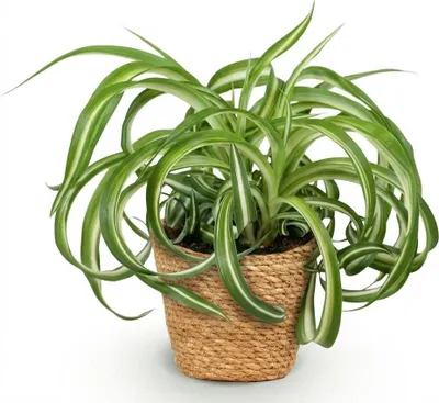 Obrázok produktu pre Chlorophytum comosum Bonnie - izbová rastlina v košíku, priemer 12cm, výška