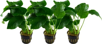 Produktbild von Aquarium Pflanze 3 Stück Anubias barteri Wasserpflanze AquaOne Nr.301A Set