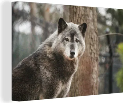 Produktbild von OneMillionCanvasses® - Leinwandbilder - 150x100 cm, Wolf - Wald - Baum, Wandbilder Kunstdruck Wanddekoration