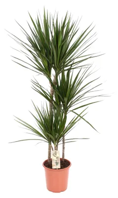 Produktbild von Dracaena marginata - 110-120cm - Ø21cm - Zimmerpflanze - Immergrün