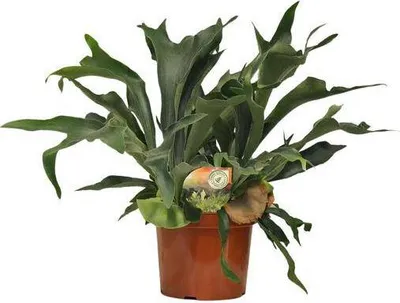 Produktbild von Geweihfarn Platycerium bifurcatum Zimmerpflanze Ø26cm 80cm Höhe pflegeleicht