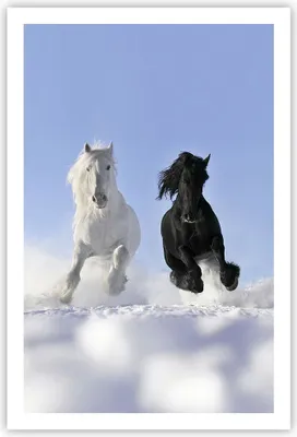 Produktbild von Poster - Poster ohne Rahmen - Tiere Schönheit Wettbewerb - 61x91,5 cm - Wand Bild - Wanddeko - Wandbilder - Kunstposter - Wandposter - Bilder - Kunstdruck - Wanddekoration - Wandbild - P2XPA61x91-2179