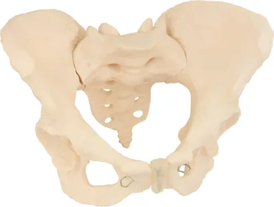 Produktbild von MedMod Skelett Anatomie Modell weiblicher Beckenboden, Lebensgroßes weibliches Becken, 24 x 17 x 16 cm, detailgetreues Anatomiemodell für Schule, Universität
