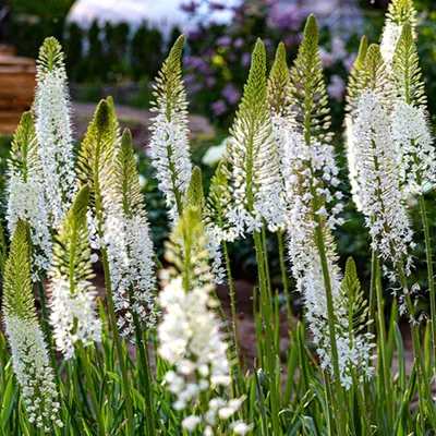 Zdjęcie produktu dla Eremurus Pustynnik Himalajski Als Hamalaicus 1 szt sadzonka sadzonki