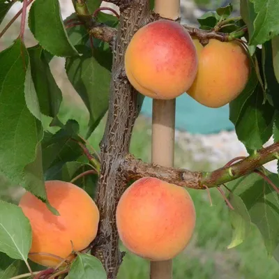 Produktbild von Hargrand Aprikose Säule süß fest saftig 110-140 cm 7,5 Liter Sämling