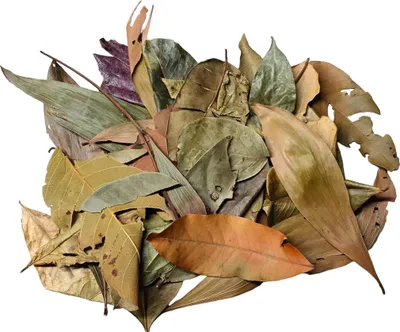 Obrázek produktu pro BioThai Mix Leaves – směs listů z Thajska, 20 g