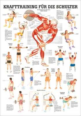 Produktbild von Mini-Poster Krafttraining Schulter, LxB 34x24 cm