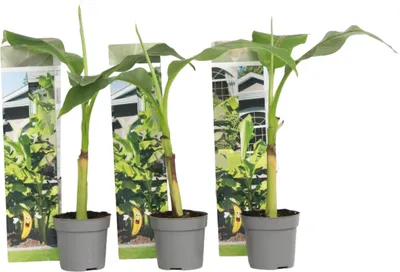 Produktbild von Bananenpflanze - 3 Stk - Musa basjoo - Höhe 25-40cm - ⌀9cm