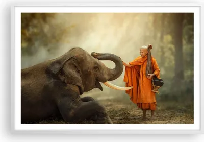Produktbild von Gerahmtes Poster - Weißer Rahmen - Elefant Mönch Stoßzahn - 91,5x61 cm - Wand Bild - Wanddeko - Wandbilder - Kunstposter - Wandposter - Bilderrahmen - Bilder - Kunstdruck - Wandbild - P2WAA91x61-3484