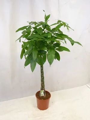 Produktbild von [Palmenlager] - XL Pachira aquatica 150 cm - Glückskastanie/Zimmerpflanze