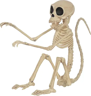 Produktbild von Affen Skelett Deko 24cm