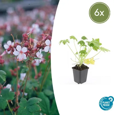 Immagine prodotto di Tappeto erboso - Geranium macrorrhizum 'Spessart' - Vaso da 9 cm - Set di 6 piante