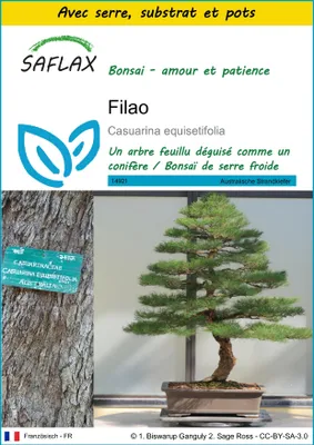 Image de SAFLAX Ensemble de culture - Filao - 200 graines - Casuarina