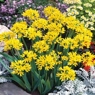 Image de Bulbes à fleurs Bulbes Ail d'ornement Allium Moly 10 pcs.